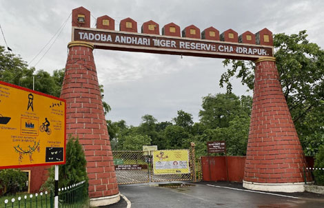 Tadoba